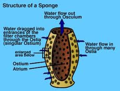 Porifera - The Digestive System